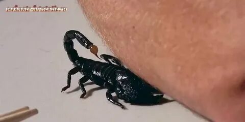 Укус скорпиона