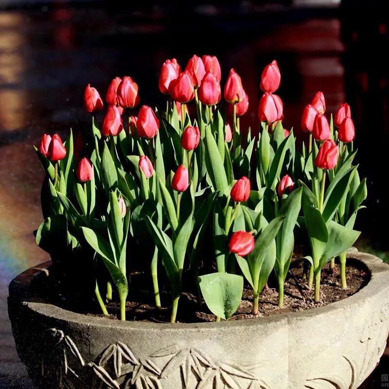 Выращивание тюльпанов для начинающих. Выращивание тюльпанов для начинающих. Выращивание тюльпанов для начинающих. Выращивание тюльпанов для начинающих. Выгонка тюльпанов в теплице.