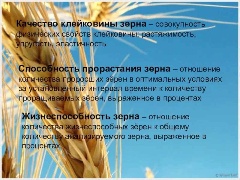 Какие классификации пшеницы вы знаете. Партия зерна. Показатель клейковины в пшенице. Качественные показатели зерна. Партия зерна это определение.