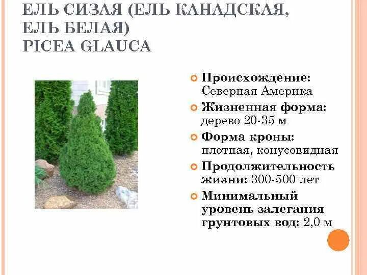 Ель канадская сизая описание. Дент ель канадская Picea. Ель канадская денсата описание. Ель канадская диаметр кроны.