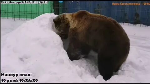Медведем прямой эфир
