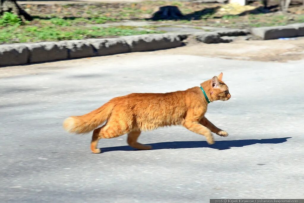 Купить кошку севастополь. Севастопольские коты. Кот Адмирал. Животный мир Севастополя. Найденные кошки в Севастополе.