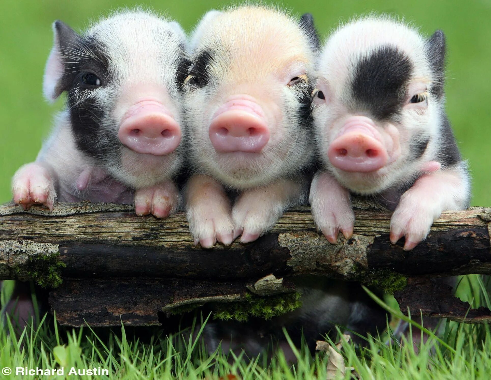 Поросята мини Пиги. Мини Пигги Свинка. Геттингенский минипиг. Три свиньи. К чему снятся маленькие свиньи