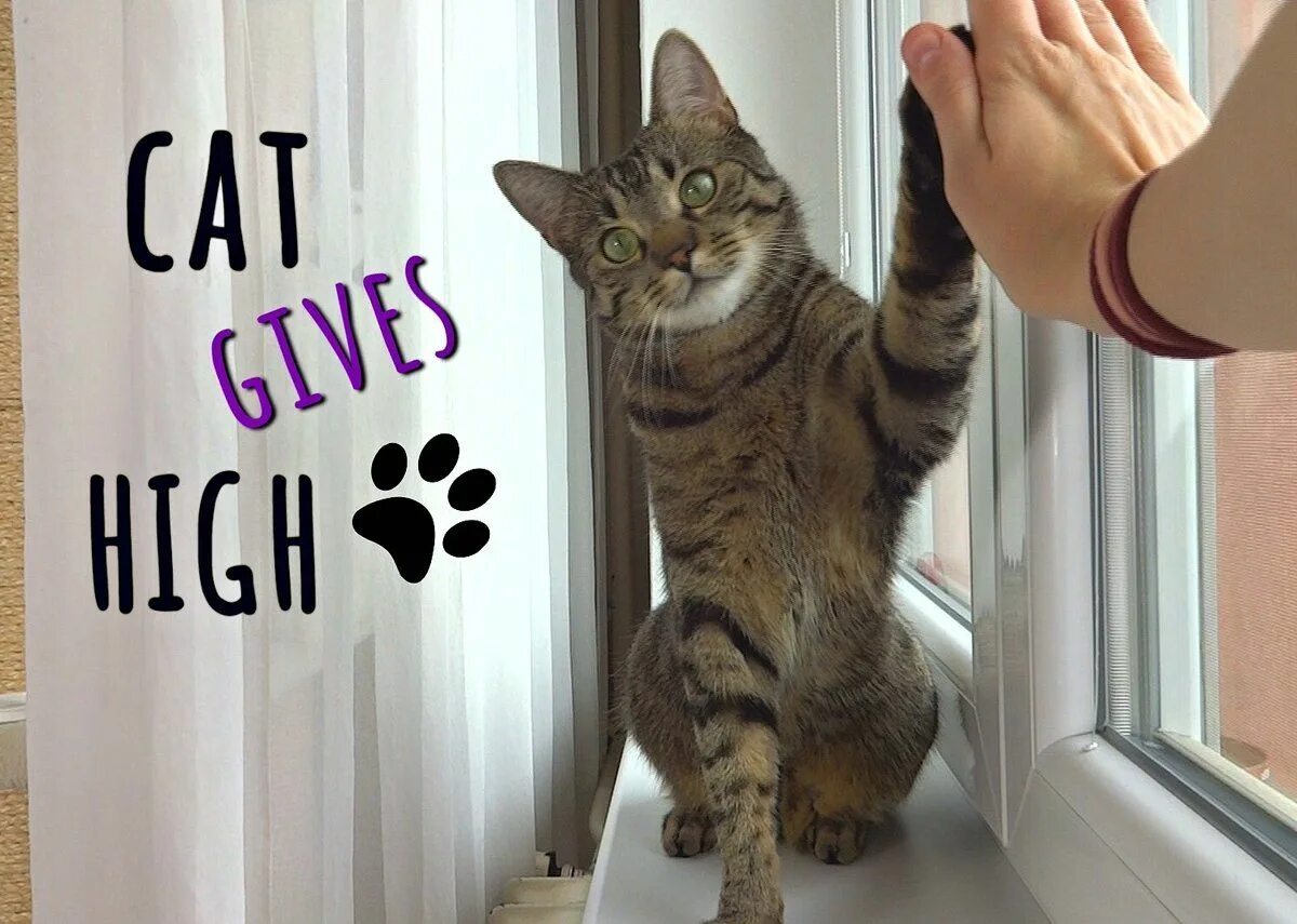 My cat is give. Cat high five. high five funny cat. give me five кот. give a high five.