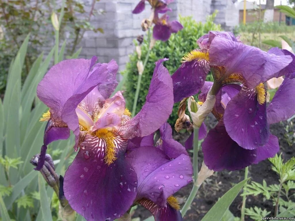 Есть ирис расцвел ирис кроить атлас. Есть ирис расцвел ирис кроить атлас. Есть ирис расцвел ирис кроить атлас. Ирис германский блюберд вайн. Ирис сиреневый сорта для подмосковья.