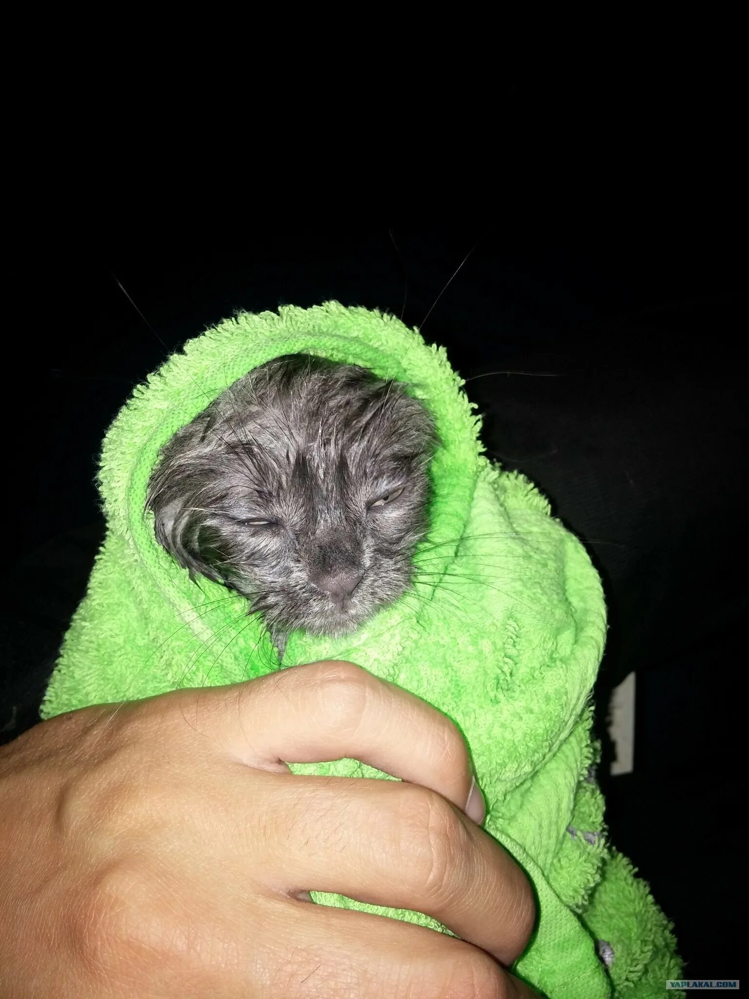 Кот митяев. Кот митяев