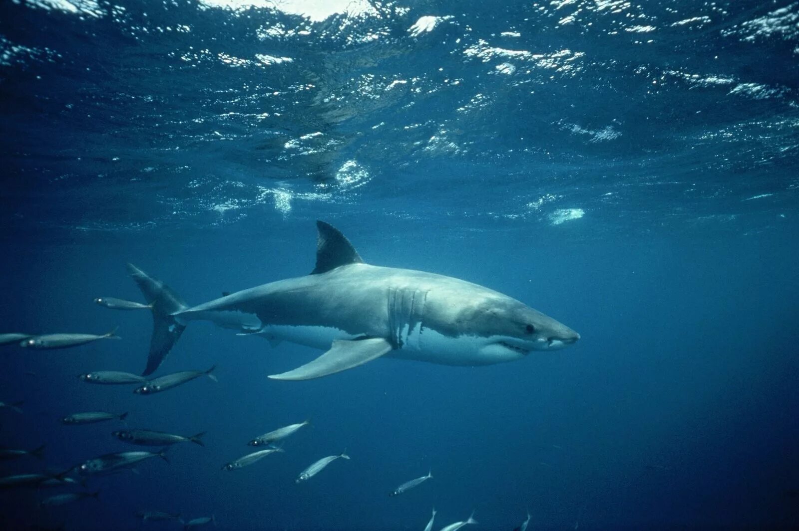 Carcharodon carcharias. Акула Carcharodon carcharias. Great White Shark , Carcharodon carcharias,. Акула белая, акула-людоед, кархародон. Про акул воды