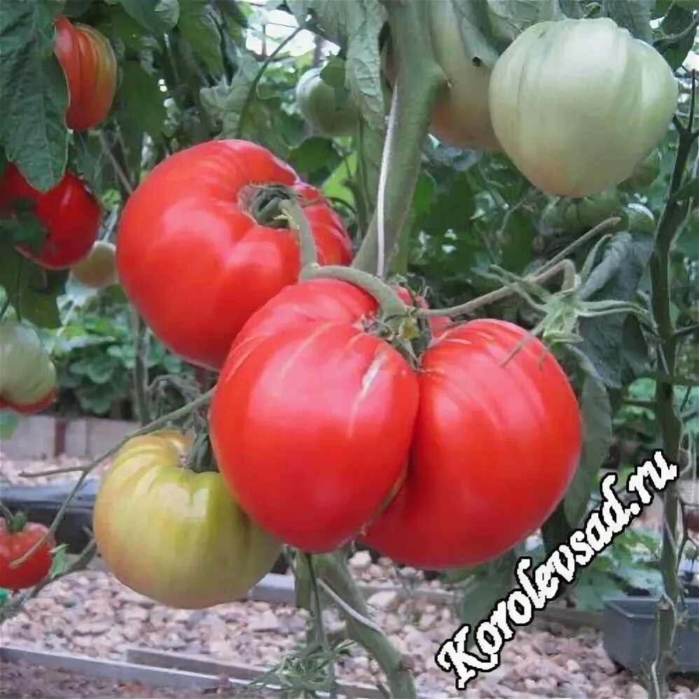 Король кинг томат отзывы фото достоинства недостатки Король кинг томат отзывы фото