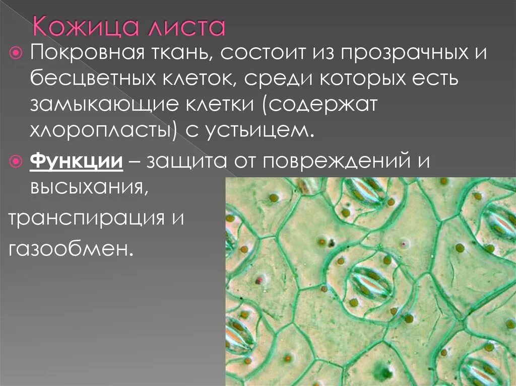 Покровная ткань кожица проводящая ткань впр. Покровная ткань эпидермис листа. Покровная ткань кожица листа. Биология 6 класс покровная ткань листа. Клетка эпидермиса листа герани.