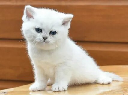 Британские шиншиллы котята