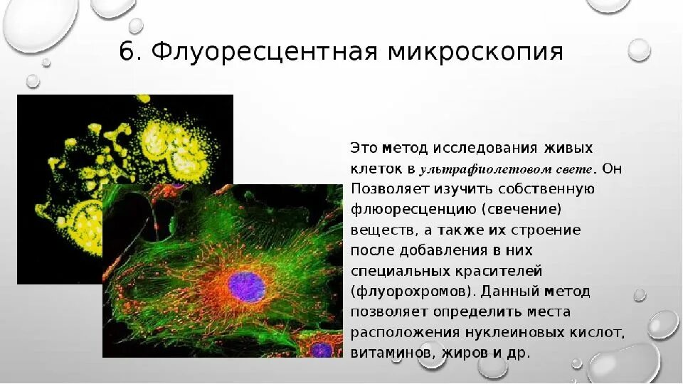 Изучать структуру клетки позволяет метод. Цитоскелет флуоресцентная микроскопия. цитоскелет клетки флуоресцентная микроскопия. флуоресцентная микроскопия это в биологии. метод флуоресцентной микроскопии.