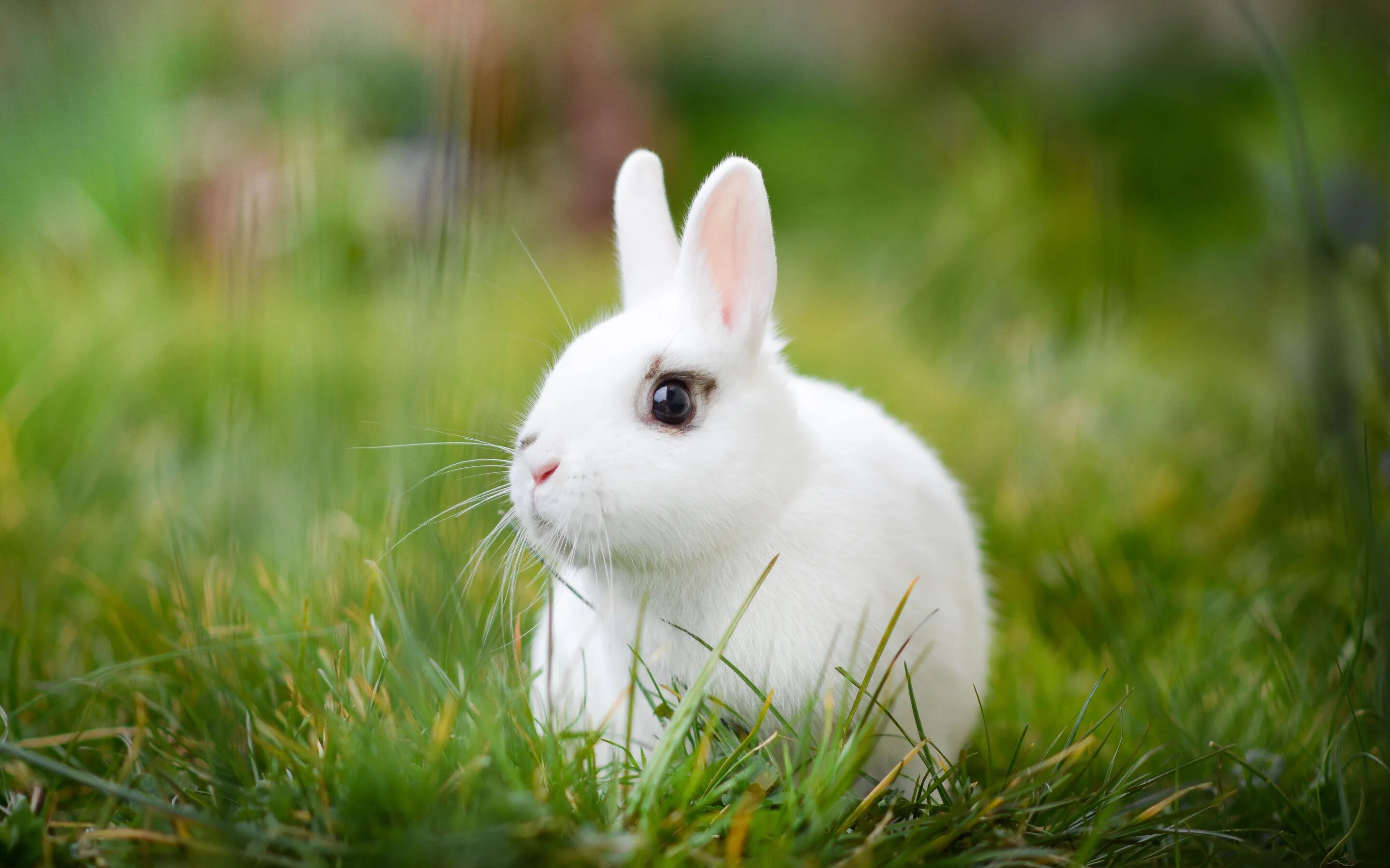 Bunny wallpapers. Bunny wallpapers. Заяц белый. Bunny wallpapers. Bunny wallpapers.