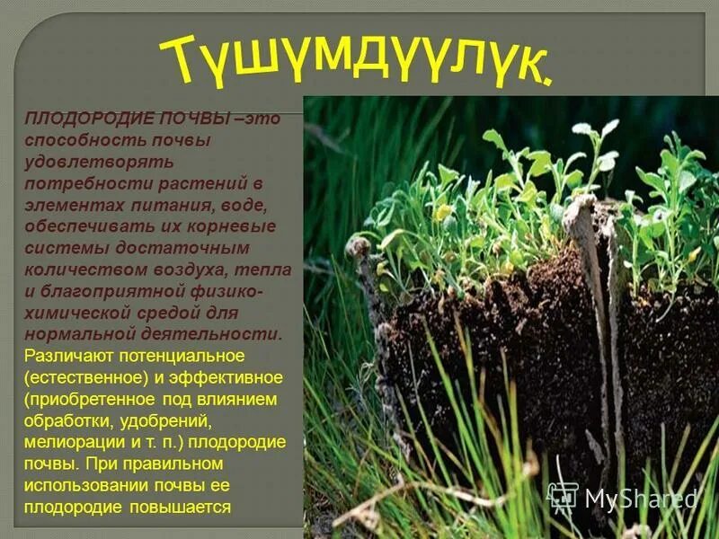 Почва плодородие почвы. Основное свойство почвы плодородие. Плодородие почвы. Нитрифицирующие почвенные бактерии. Слои почвы.