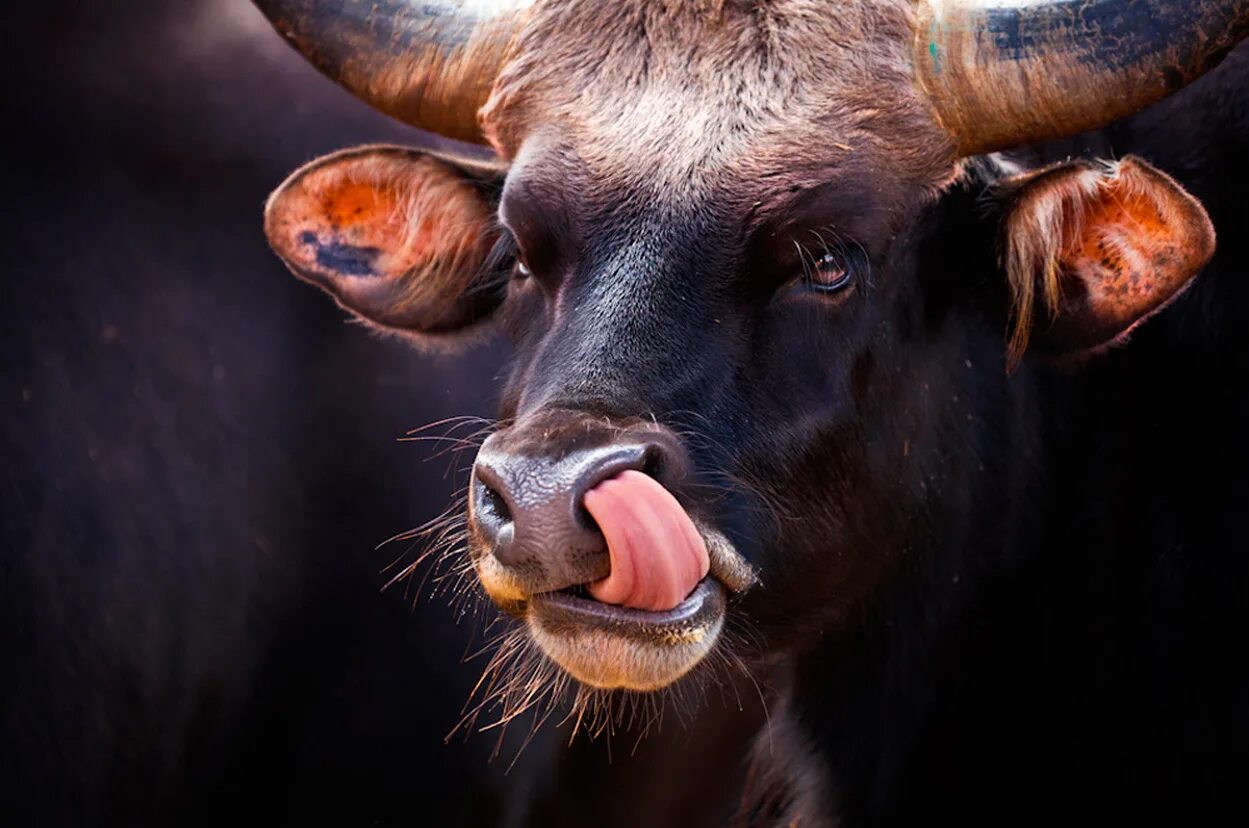Язык бычка. Корова. Бык фото. Мычание коровы. Язык бычка.