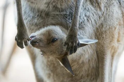 Какао кенгуру