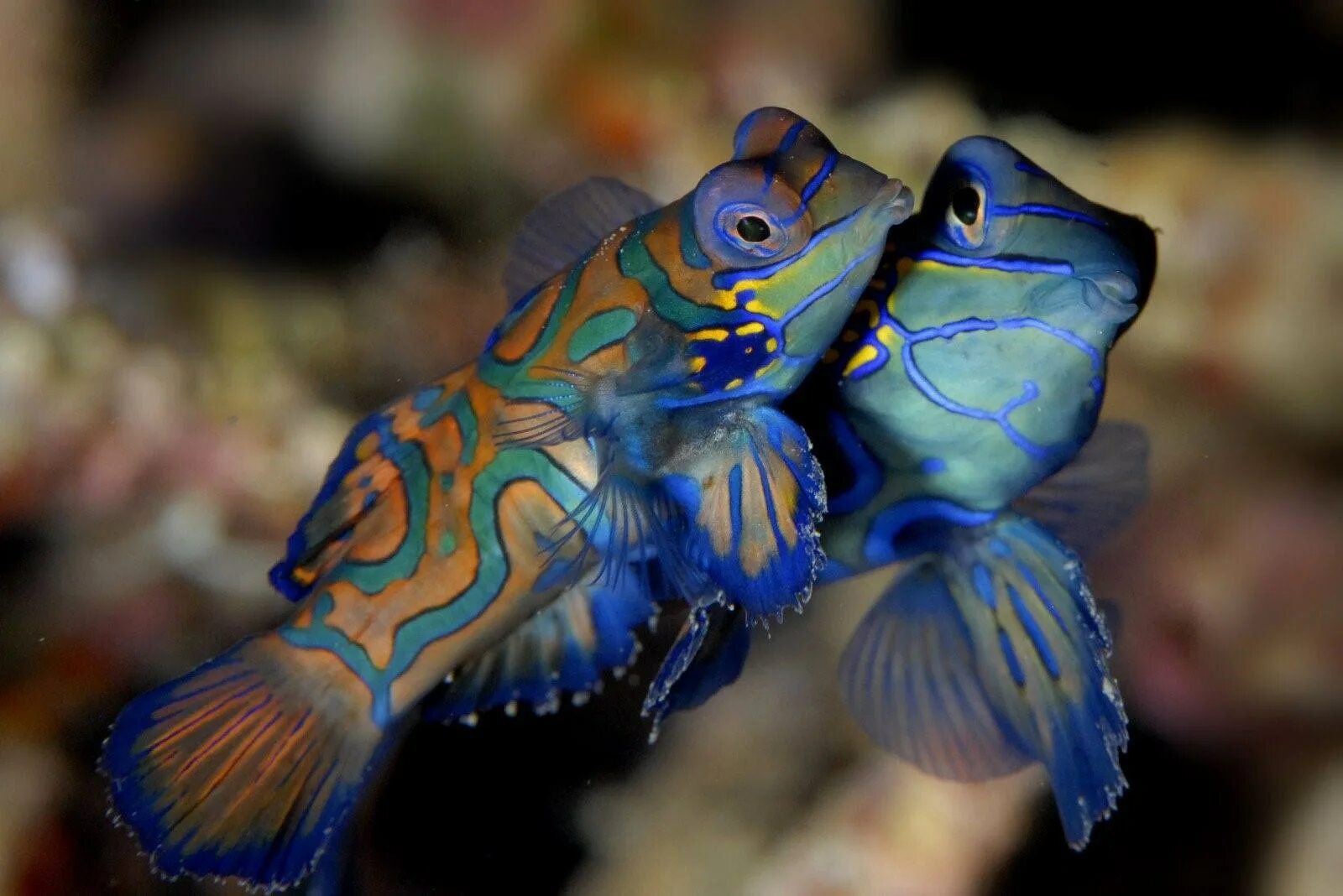 Мандаринка рыба. Рыбка мандаринка. мандаринка (synchiropus splendidus). мандаринка (китайский окунь). рыбка мандаринка звездчатая.