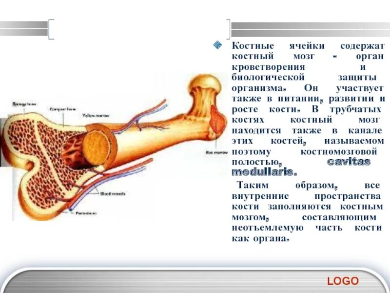 Функции костного мозга в трубчатой кости. В трубчатых костный мозг. Костный мозг трубчатых костей. Костный мозг содержится в. Костный мозг орган кроветворения.