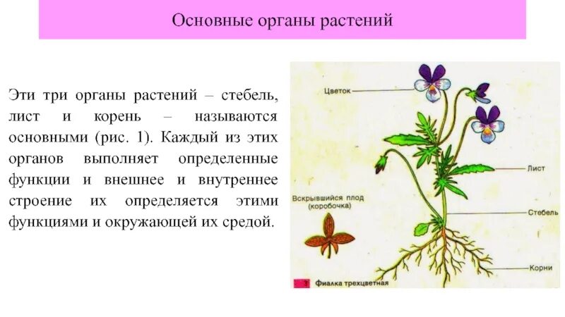 Органы растений. Морфология растений. Лист орган растения. Морфология растений презентация.