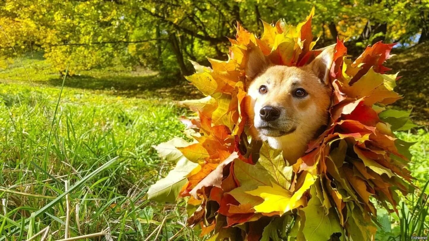 Позитивные осенние картинки. Приколы про осень. Приколы про осеннее настроение. Осеннее настроение юмор. Осеннее настроение животные.