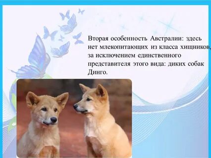 Дикая собака динго презентация 6 класс