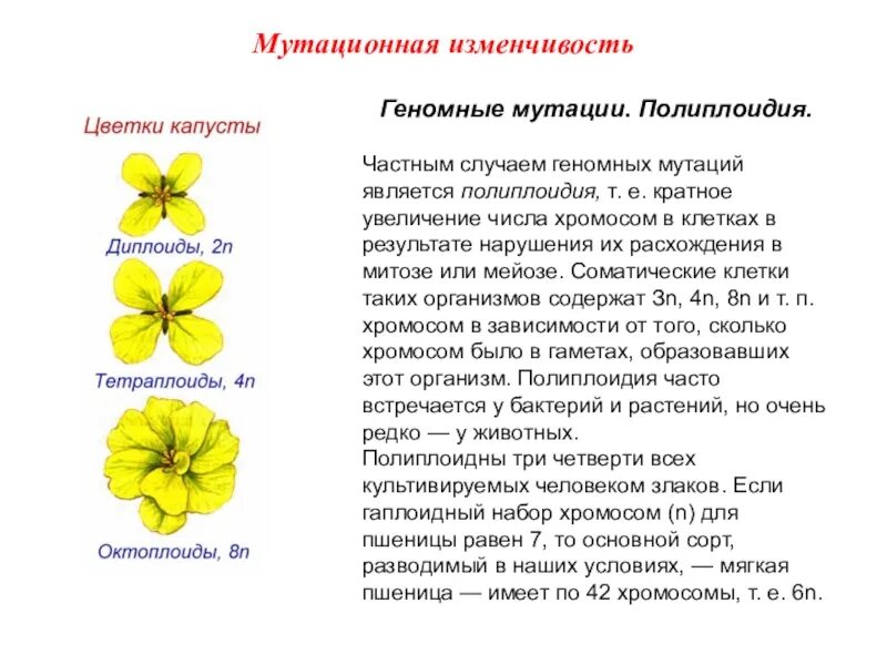 Мутация листьев