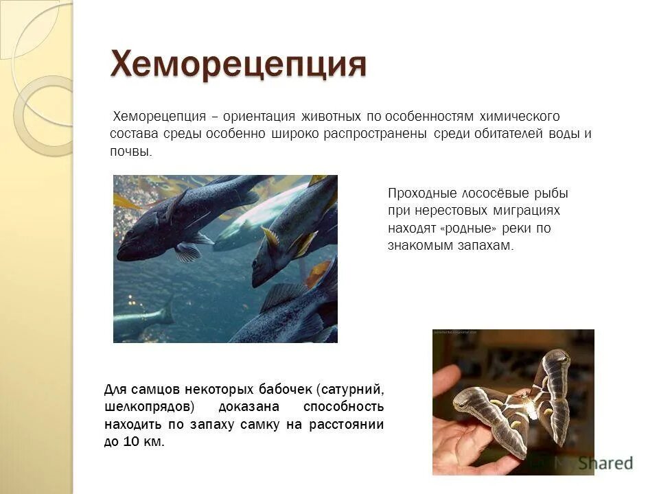 Восприятие информации животных через органы чувств. Как сова ориентируется в окружающей среде. Хеморецепция у рыб. Ориентация животных. Ориентация животных.