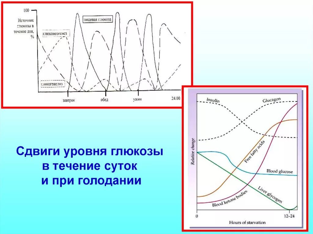 Сахар в голод. При голодании уровень Глюкозы. Уровень Глюкозы в течение суток. Уровень сахара в крови при голодании. Колебания сахара в течении суток.