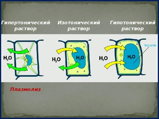 Плазмолиз раствор. Растительная клетка в гипертоническом растворе. Изотонический гипертонический и гипотонический растворы. Клетка растения в изотоническом растворе. Гипотонический раствор гипертонический раствор изотонический.
