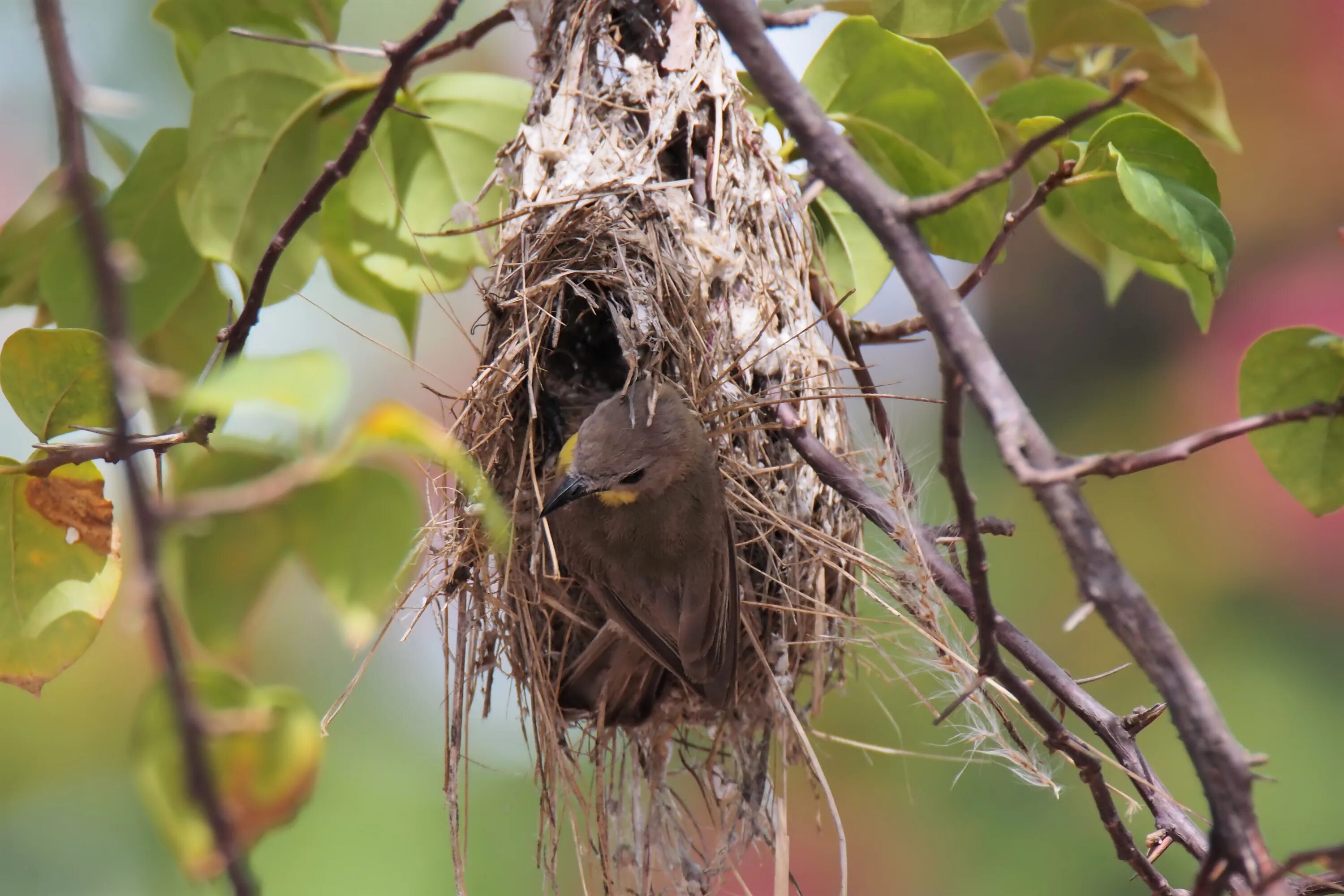 Весной птицы вьют гнезда. Гнездо для птиц.. Гнездо на дереве. Гнездо птицы на дереве. Гнездо соловья.