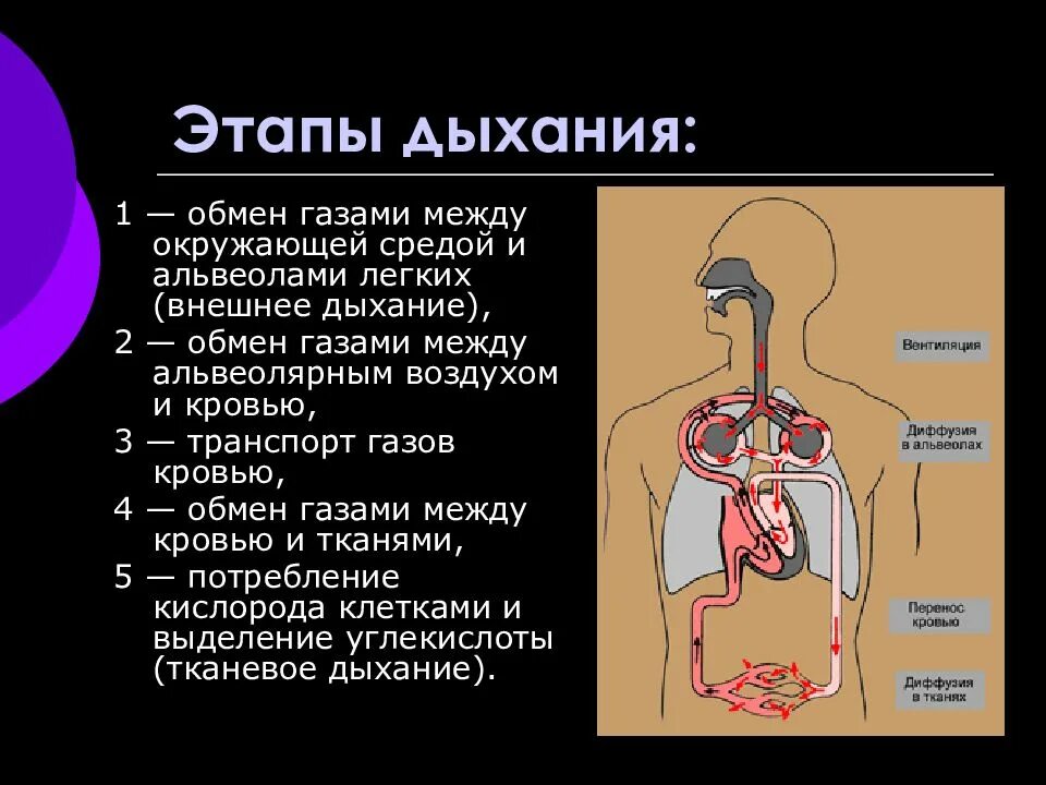 При выдохе у человека происходит. Этапы процесса дыхания схема. Физиологические этапы дыхания. Последовательность этапов дыхания у человека. Процесс дыхания человека схема.