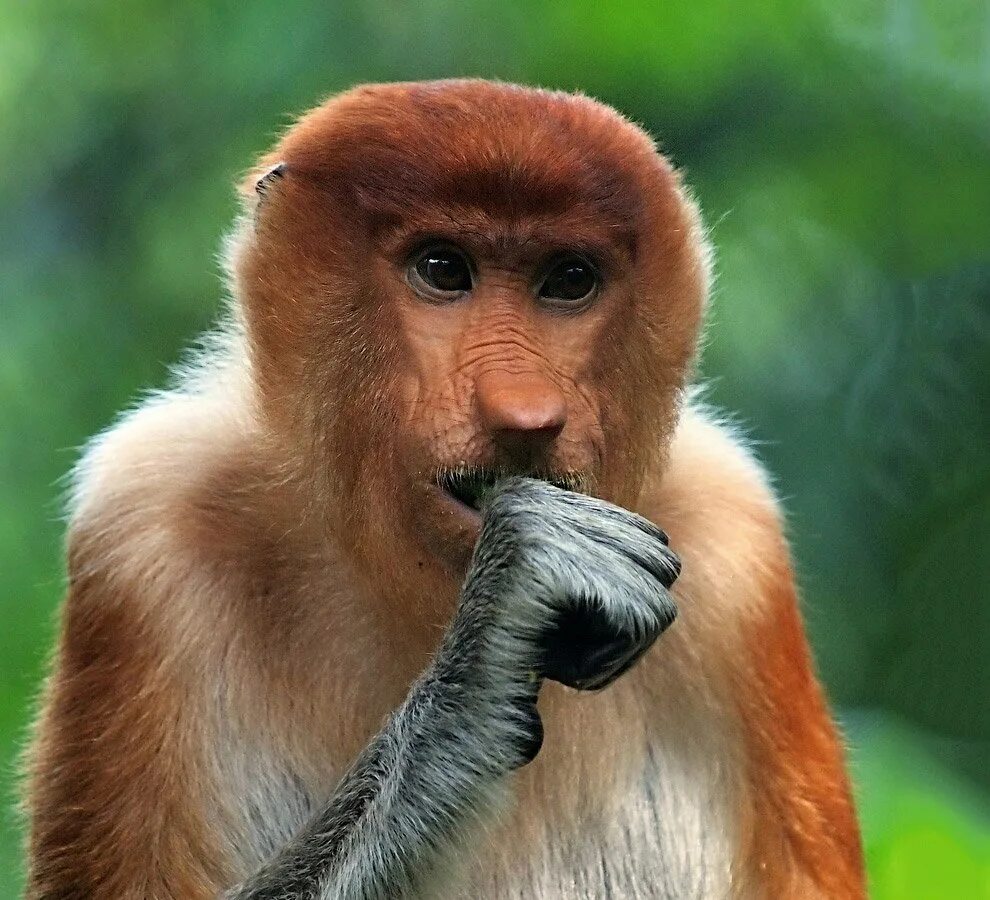 удивила прикольные картинки. удивление макаки. удивленная мартышка. обезьяна удивление. удивленная обезьяна.