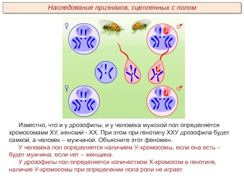 Пол у птиц хромосомы. Наследование сцепленное с полом. Наследование признаков сцепленных с полом. Наследование признаков сцепленных с полом у дрозофилы. Наследование признаков сцепленных с полом у человека.