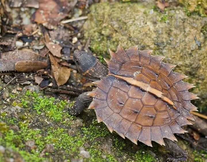 T1 turtle