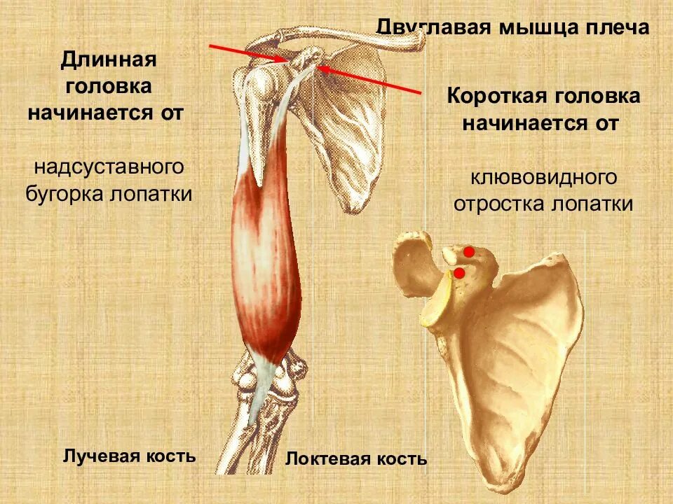 Двуглавая мышца плеча функции. Головки двуглавой мышцы плеча. надсуставной бугорок лопатки. длинная головка двуглавой мышцы плеча начинается. короткая головка двуглавой мышцы плеча.