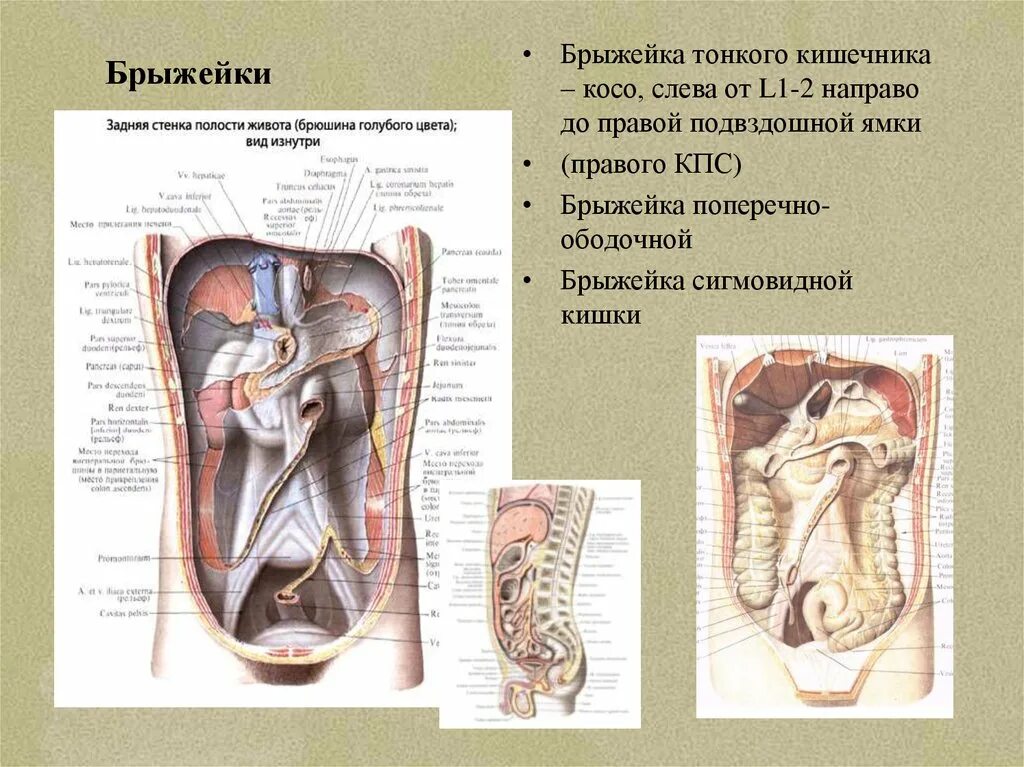 Брыжейка толстой кишки анатомия. Брыжейка брюшной полости. Брыжейка тонкого кишечника анатомия. Корень брыжейки толстой кишки. Жировая клетчатка брыжейки.