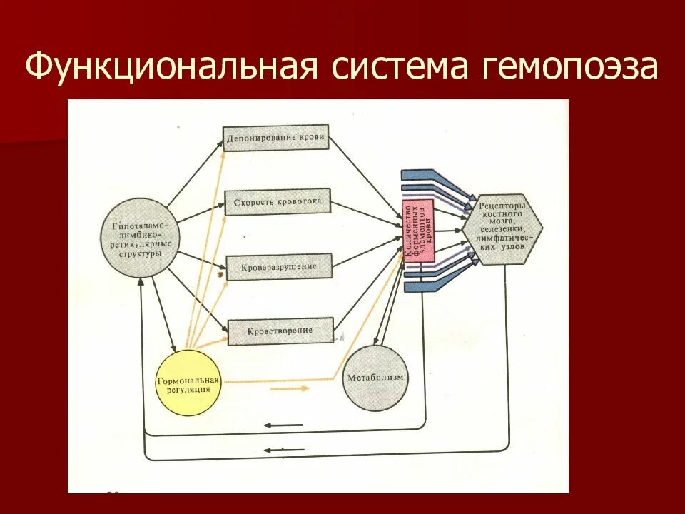 Что понимают под функциональной системой приведите примеры. Структура функциональных систем в физиологии. Компоненты функциональной системы. Строение функциональной системы. Функциональная система по Анохину.