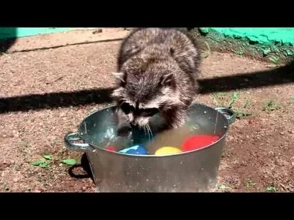 Енот моет сахарную вату