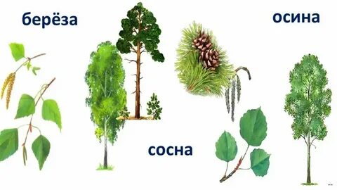 Береза лиственное или хвойное