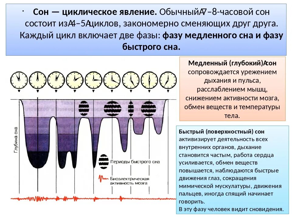 Состоянии быстрого сна. Фазы сна и бодрствования. Стадии и циклы сна. Цикл сон бодрствование. Фазы сна человека биология.