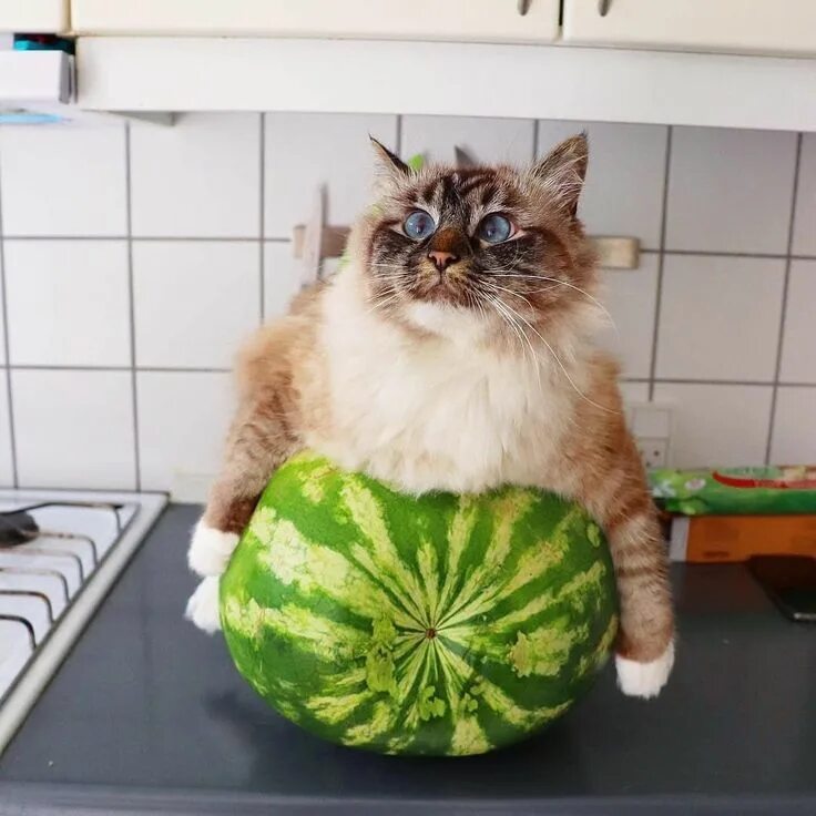 Можно давать котам арбуз. Кот на арбузе. котенок и арбуз. кот ан арбузе. rjn yf hfmept.