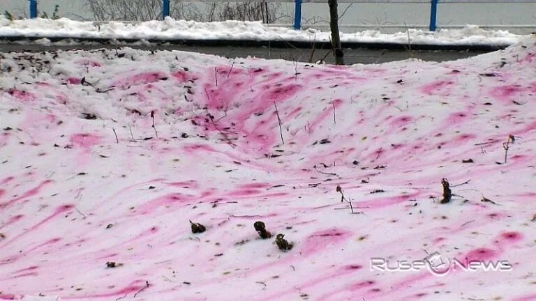 Розовый снег. Череповец розовый снег. Розовый снег в Ставрополе. Разноцветный снег. Розовый снег собаки