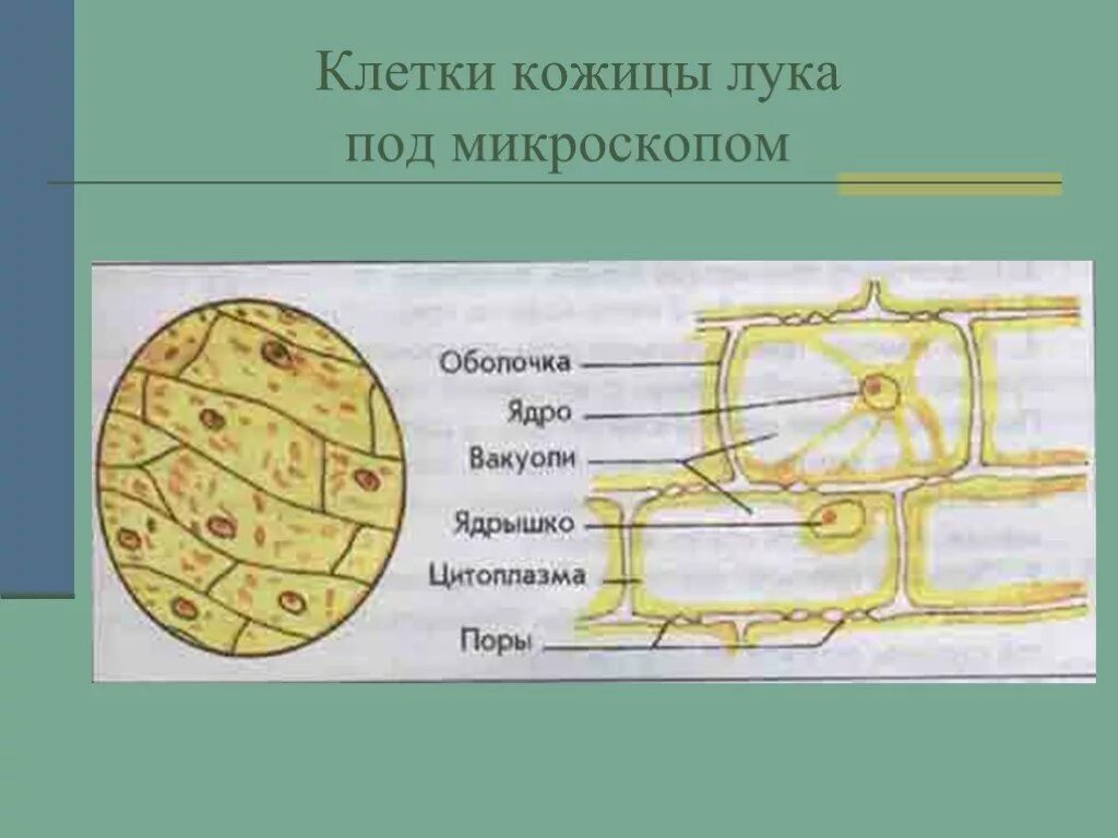 Какие клетки живые на препарате