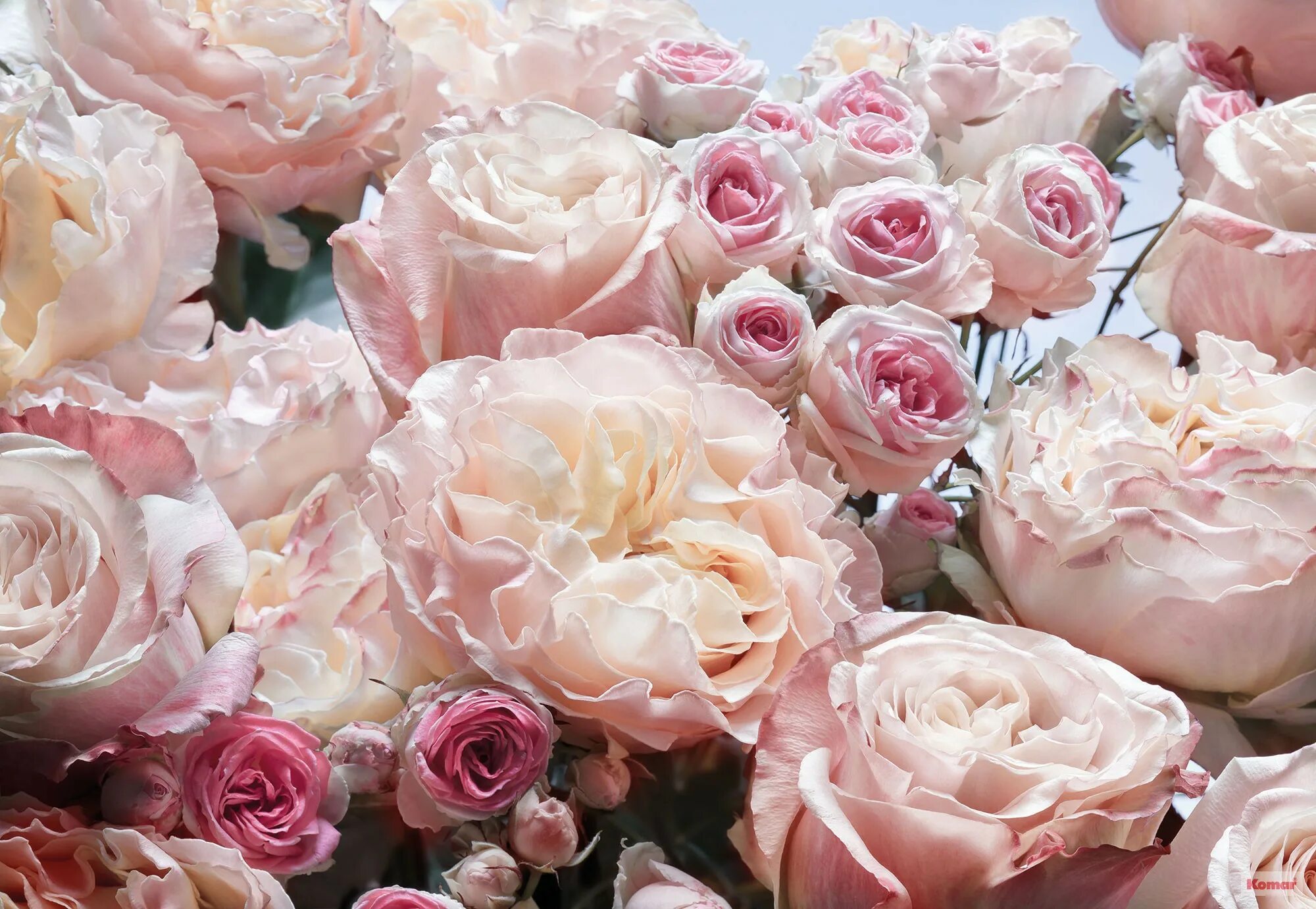 Фотообои komar розы 3. 01. 0,99 и 1,01. 000-02 зернового элеватора. 000-01 транспортер цепной элеватора зернового нива.