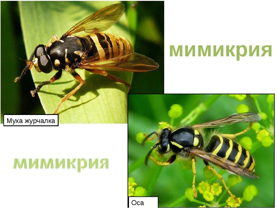 Сходство пчелы мухи