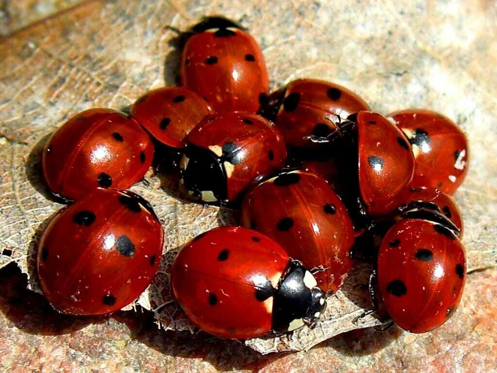 Божья коровка 7. Божьи коровки. Божьи коровки (Coccinellidae). Нашествие Божьих коровок в Анапе. Обои коровка.