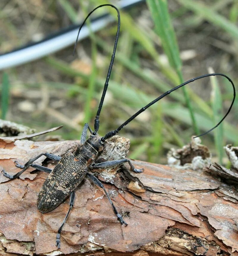 Черный усач фото. Черный Сосновый усач (Monochamus galloprovincialis oliv.). Жук усач бронзовый Сосновый. Жук усач Monochamus. Жук усач Сосновый.