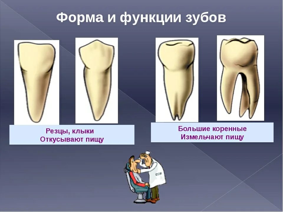 Резцы зубов. Функция зубов резцов. Какую функцию выполняет зуб человека