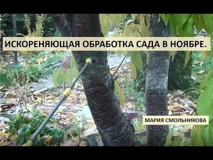 Искореняющая обработка кустарников осенью