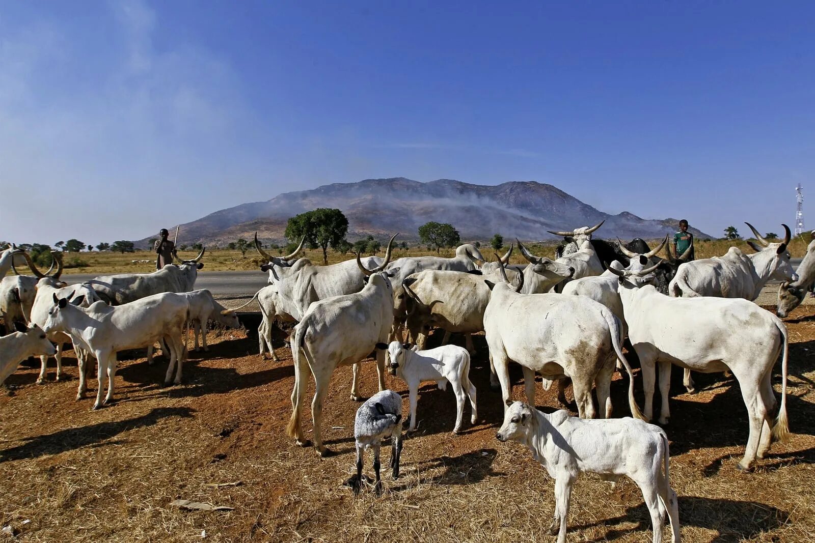 Африканский фермер. Основные занятия юар. Сельское хозяйство найроби. Земледелие и скотоводство в африке. Серенгети масаи.