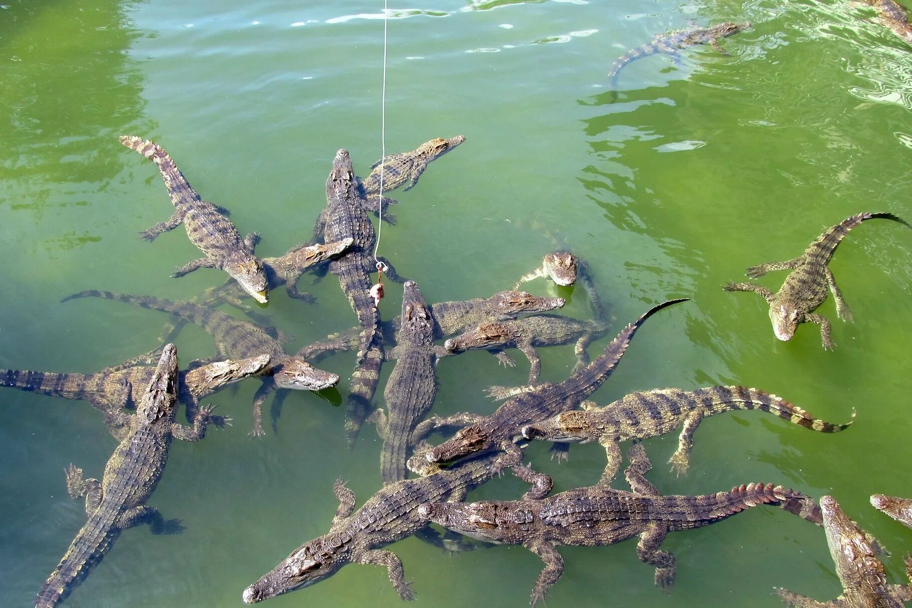 Крокодилы на шри ланке. Крокодилья ферма во Вьетнаме. Крокодилья ферма Тайланд. Крокодиловая ферма Паттайя. Остров Рамри крокодилы.